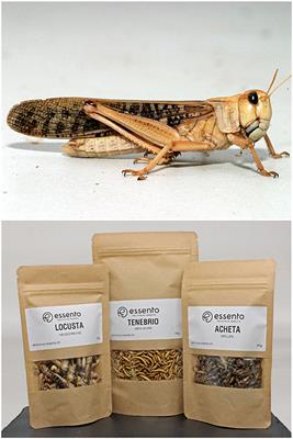 Consumers' Willingness to Consume Insect-Based Protein Depends on Descriptive Social Norms